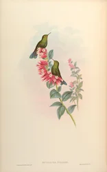 Metallura williami
